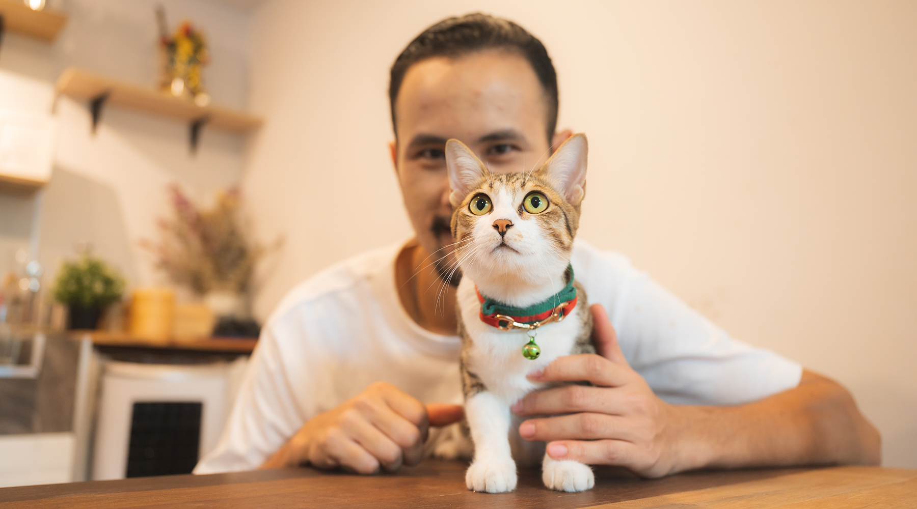 How to Choose the Perfect Collar for Your Cat or Dog