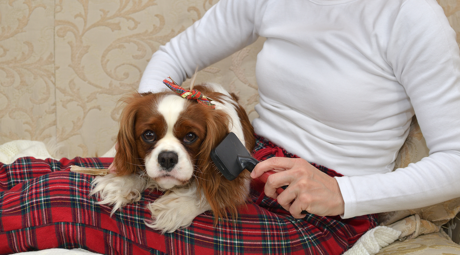 How to Groom Your Dog at Home Like a Pro